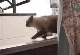 47K views · 686 reactions | wow! cute cat!...