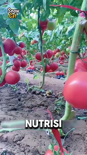 RAHASIA PERTANIAN CINA😍