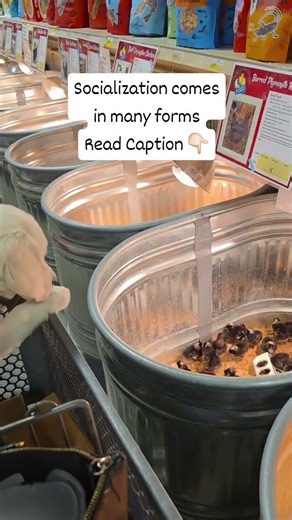 Puppy Socialization comes in many forms