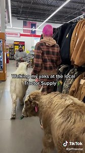 Glamorous Rancher Life in Wyoming: 95 Yaks and More!