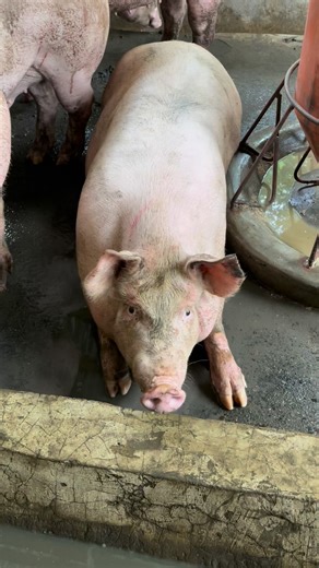 9.6K views · 114 reactions | Isog man kaayog nawong. #fblifestyle #startsmall #dreambig | R&R Pig Farm | Facebook