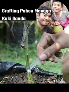 20K views · 287 reactions | Mango Grafting Double Rootstock #gardening #Grafting #pertanian #mango #mangga | Grafting Examples | Facebook