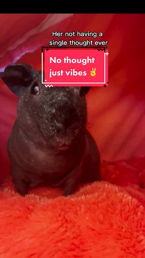 And the saga of Princess Peach having no idea what’s going on continues 🥲 #skinypig #skinnypig #househippos #northamericanhousehippo #nothoughtsheadempty