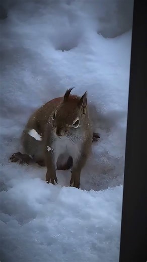 Smart Squirrel Teases the Cat Behind the Door! 🐿️🐱😂