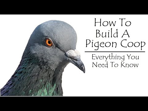 How To Build A Pigeon Coop