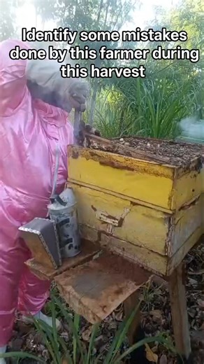 During this harvest, a few avoidable mistakes were observed that can affect honey quality and future yields Can you identify them? Let’s keep learning and improving together for sustainable an profitable beekeeping. #GoodBeekeepingPractices #QualityHoney #BeeFarmersHub #sustainableapiculture | BEE farmers HUB