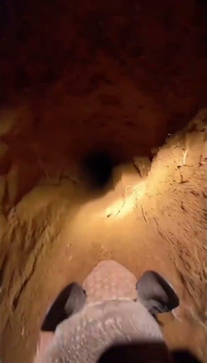 Coloquei uma Câmera em um Tatu e Descobri Algo Incrível no Buraco #animals #youtubeshorts