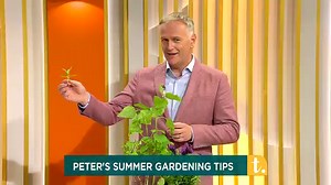 Grow Your Own Lavender Plants for FREE. See how easy it is to grow Lavender from cuttings. A great way to bulk up on plants, particularly if you need a lot of them for a hedge or similar. Nature doesnt wait, now is the time of year so get out and do it now | The Irish Gardener