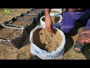 How to Direct Sow Seeds in Your Garden?