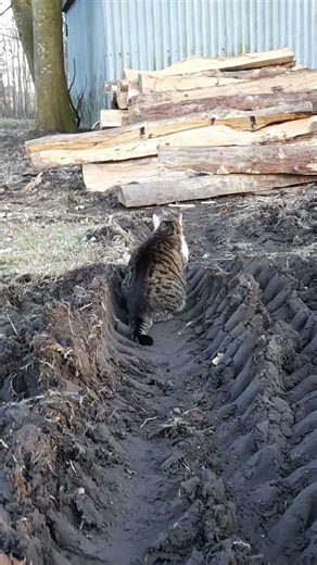 LuCa On The Farm (9) #itsluca #luca #watchcat #nature #lucasyard #alleliebenluca