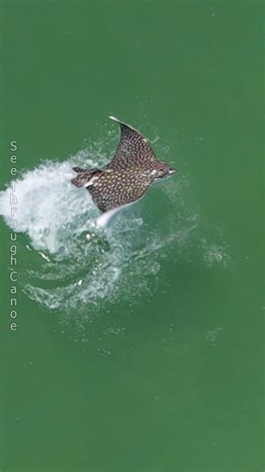 Have You Ever Seen a Ray Hit the Brakes? Watch this big, beautiful Spotted Eagle Ray jumping out of the water then hitting the brakes. The second clip shows a different ray jump. I took the video near Tampa Bay in Florida. #nature #Amazing #animals #ocean #tbt #wildlife #naturephotography | See Through Canoe