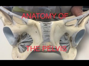Ανατομία Μυοσκελετικού Συστήματος - Δομές Οστικής Πυέλου
