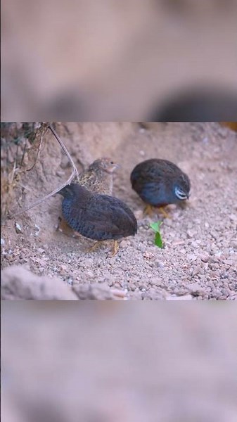 Cutest Baby Birds Ever Walking Around
