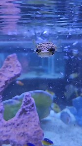 MARINE FISH MONDAY! 🐡🐡🐡 We have some adorable baby Porcupine Puffers and some larger ones too! Need a larger, predatory tank! One of the worst fish to add to a reef tank as they'll eat all crustaceans and inverts. Make sure to feed large meaty foods, and hard shelled foods when larger! #annaaquarist #aquariums #aquarist #aquaculture #aquariumhobby #aquariumhobbyist #aquariumlife #aquarium #aquascape #saltwaterfishtank #saltwateraquarium #saltwaterfish #saltwater #sealife #marinefish #marinebi