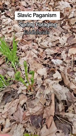 Foraging Fiddleheads: Identifying and Cooking Tips