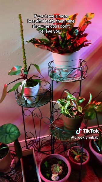 Tangerine Half Moon Koi Betta: Rare Color Variations