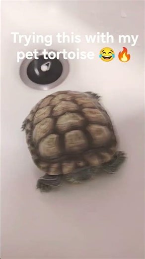 I think he's shy #youtubeshorts #youtube #fyp #tortoise