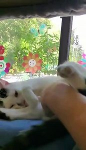 48 reactions · 10 comments | Do you need a soothing video? Something to help you drift right off into bliss? The wait is over...... Warning: Do not listen to this while driving, using heavy machinery or coal mining as it may cause drowsiness. #socksfwb #asmr #soothing #gretchen #relax #sooth #bedtime #stressreliefchallenge #wedothingsdifferently #bellyrub #peets #makingbiscuits | Save Our Cats and Kittens - SOCKS Shelter | Facebook