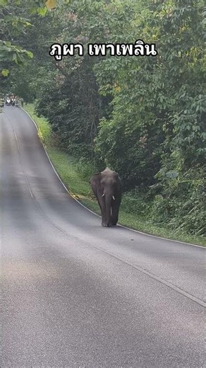 #ช้างป่าเขาใหญ่ #อุทยานแห่งชาติเขาใหญ่ #elephant #travel