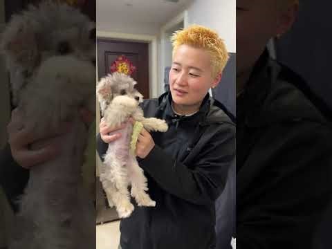 Title: Unveiling the Korean Brand's Cutie: The Miniature Schnauzer