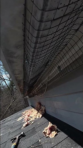 16-Foot Exclusion – Raccoon Removal (Puslinch)