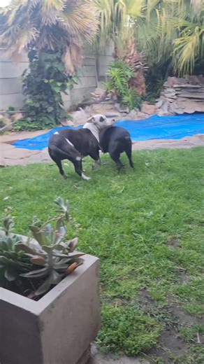 What a good dog | Uncle Cedric's House