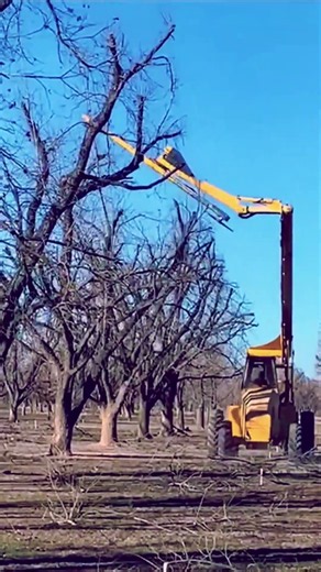 Smart Tree Pruning Technique #shorts