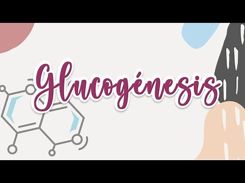 Glucogénesis