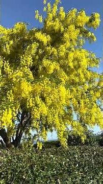 Plant of the Day Episode 13 Common Laburnum 🌼 Golden Rain Tree #Laburnum #plantoftheday #plants