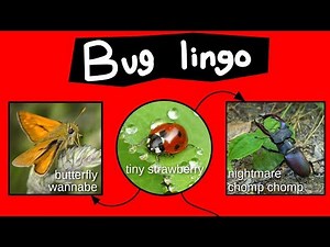Internet Names for Bugs