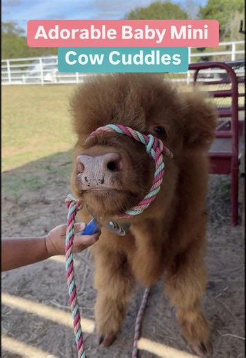 Baby Mini Cow Cuddles: Adorable Animal Moments