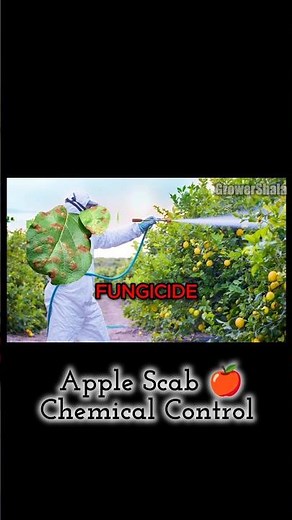 Apple Scab Treatment 🍎🍏Apple Scab Spray #apples