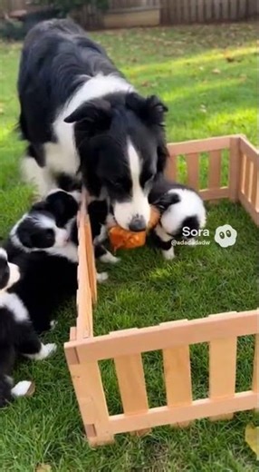 Border Collie Puppies Go Wild for Fried Chicken! 🍗🐶 | Cute Puppy Chaos #bordercollie #puppies