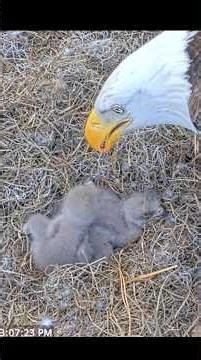 Small eaglets gets lunch feeding #birds #nest #eaglesnest #eaglets #eagle #eagles #eag
