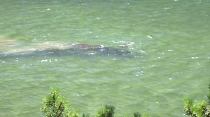 4.8M views · 37K reactions | Who knew moose did this? This one was diving and eating in a lake at Glacier National Park! | BuffaloMonkey | Facebook