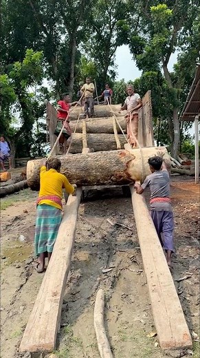See how large trees are loaded onto trucks.