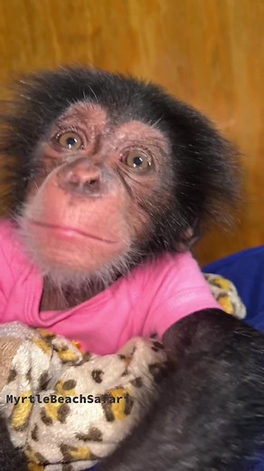 Happy Chimp Noises Compilation