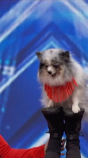Adorable Dog Act Gets A Golden Buzzer!