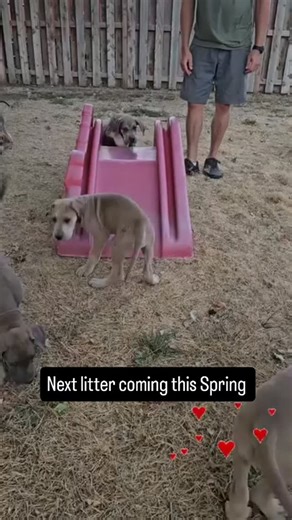 Puppy culture is a big part of my breeding program, and I am excited for the next batch of Great Dane puppies to arrive. | Little Rogue Danes