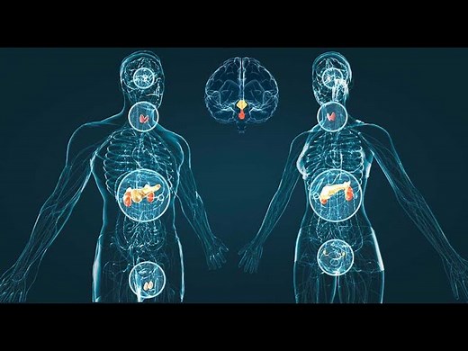 El sistema endocrino: Las hormonas y su Influencia en nuestras vidas