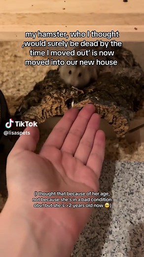 Celebrating 2 Years with My Dwarf Hamster