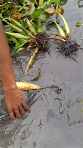 Fishing Trap. Asian Boy Big Catfish Catching #shorts #fish#fishingtechnique #fishvideo