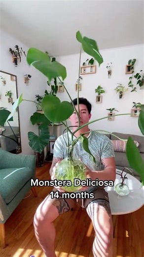 7 hydroponic plants! Do you have any plants in water? 📸: @modernbotanicalshop #houseplant #plantsmakemehappy #plantparenthood #plantcommunity #houseplantjournal #houseplantsmakemehappy #houseplantplantclub #houseplantdiary | Houseplantparadise