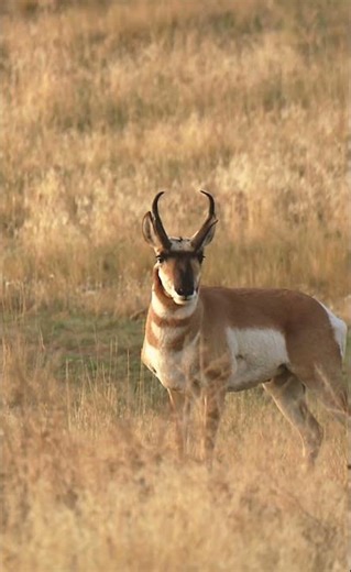 Antelope – The Fast Runner of Africa