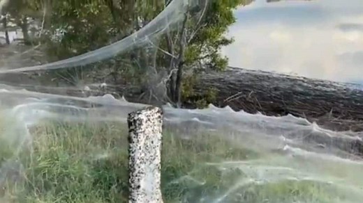 Australian town covered in massive spider webs, freaky video goes viral - Watch