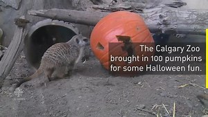 Calgary Zoo critters get Halloween treats