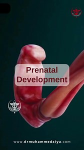 5M views · 124K reactions | Prenatal Development. #drmuhammedziya #prenatal #development #newborn #embryology #discover #yenidoğan #emberyoloji #keşfetbeni | Dr. Muhammed Ziya | Facebook