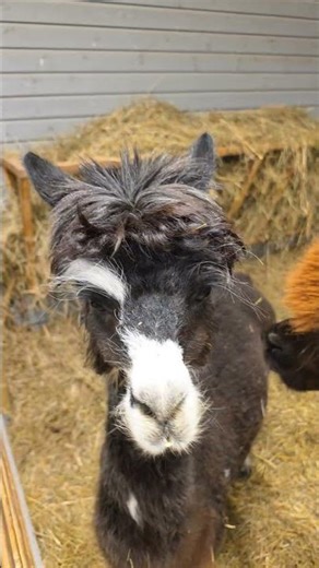 Irresistible Alpaca Cuteness at Angel Valley Farm (Ronnie, Isolda & Stella)