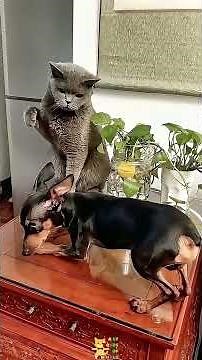 When Cats Attack... Dogs! 😂 | Funny Cat vs Dog Moments