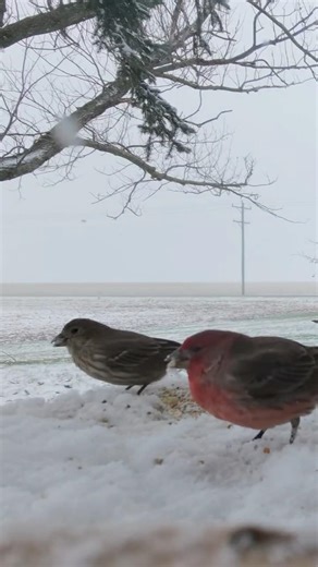 Close up of birds eating